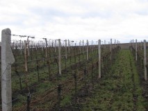 Co se děje ve vinicích?